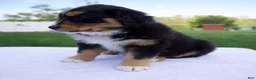 Australian Shepherd dogs for sale: Peanut - Ad 4