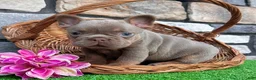 French Bulldog dogs for sale: Tracy - Ad 7