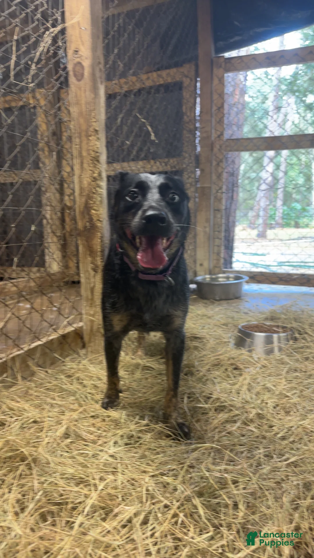 Australian Cattle Dog dogs for sale: Australian Cattle Dog Puppy 1 - Ad 2