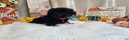 Yorkiepoo dogs for sale: Aden Lane - Ad 2