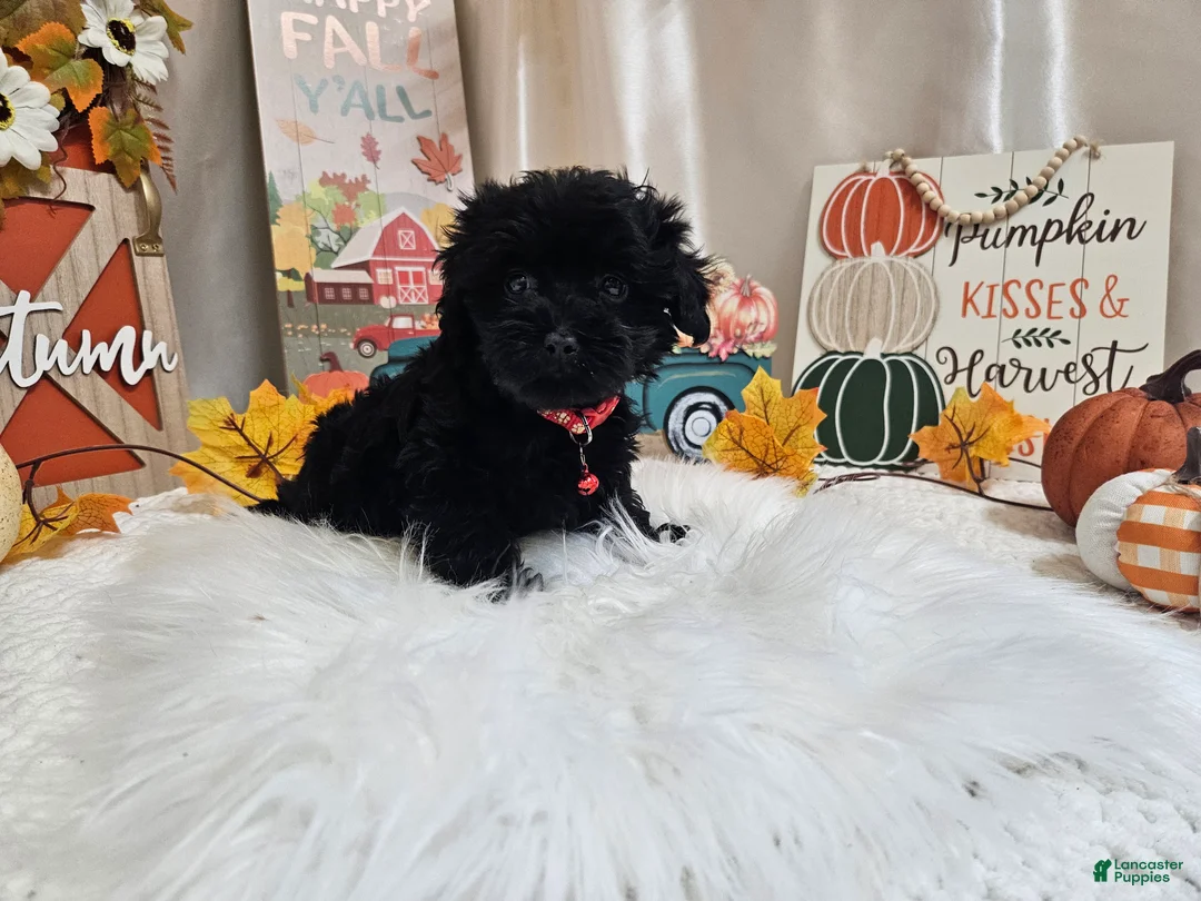 Yorkiepoo dogs for sale: Aden Lane - Ad 2