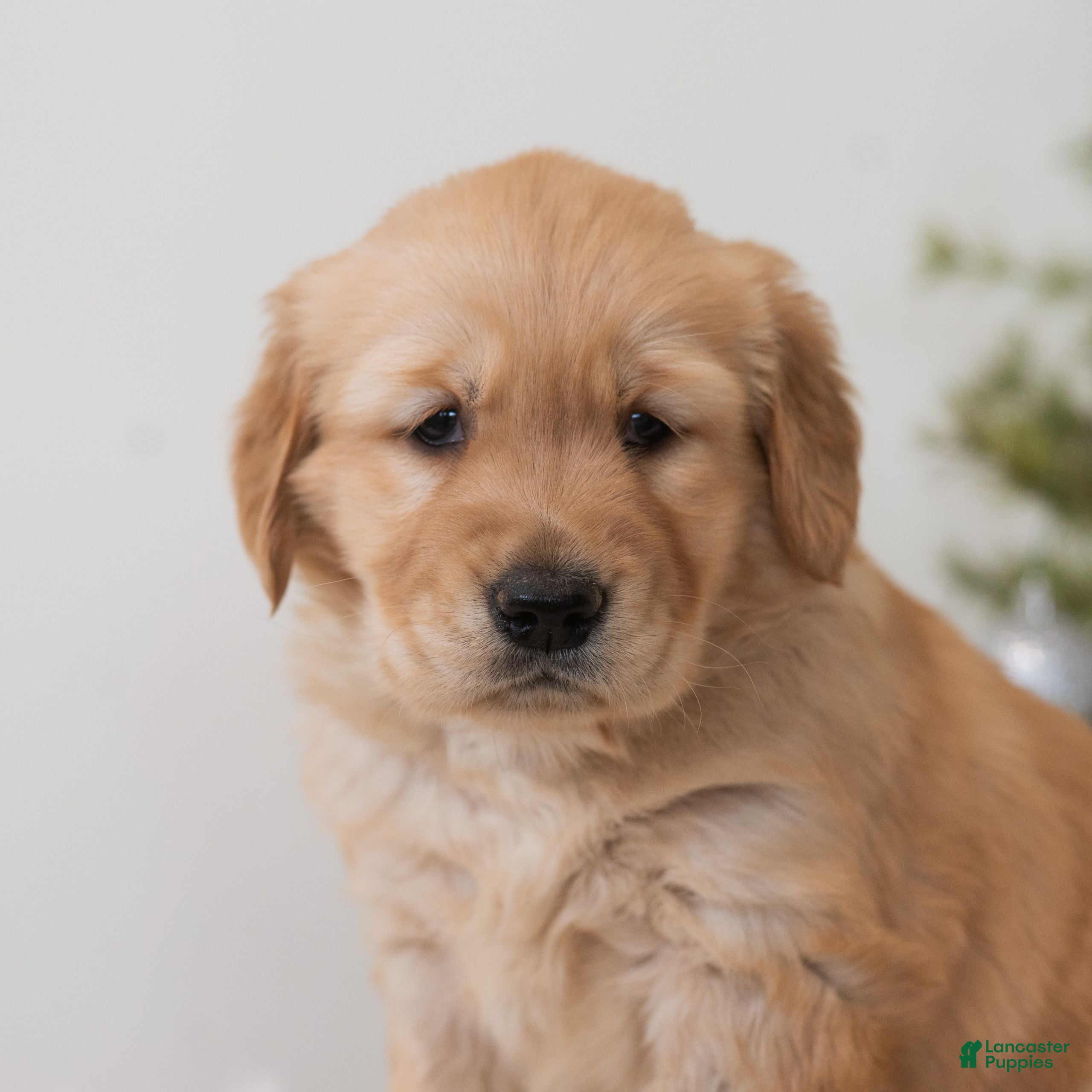 Golden Retriever dogs Holiday  - Ad 35