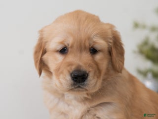Golden Retriever dogs Holiday - Ad 35