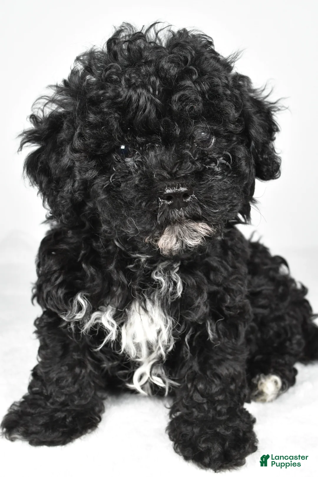 Cavapoo dogs for sale: Trevor - Ad 1