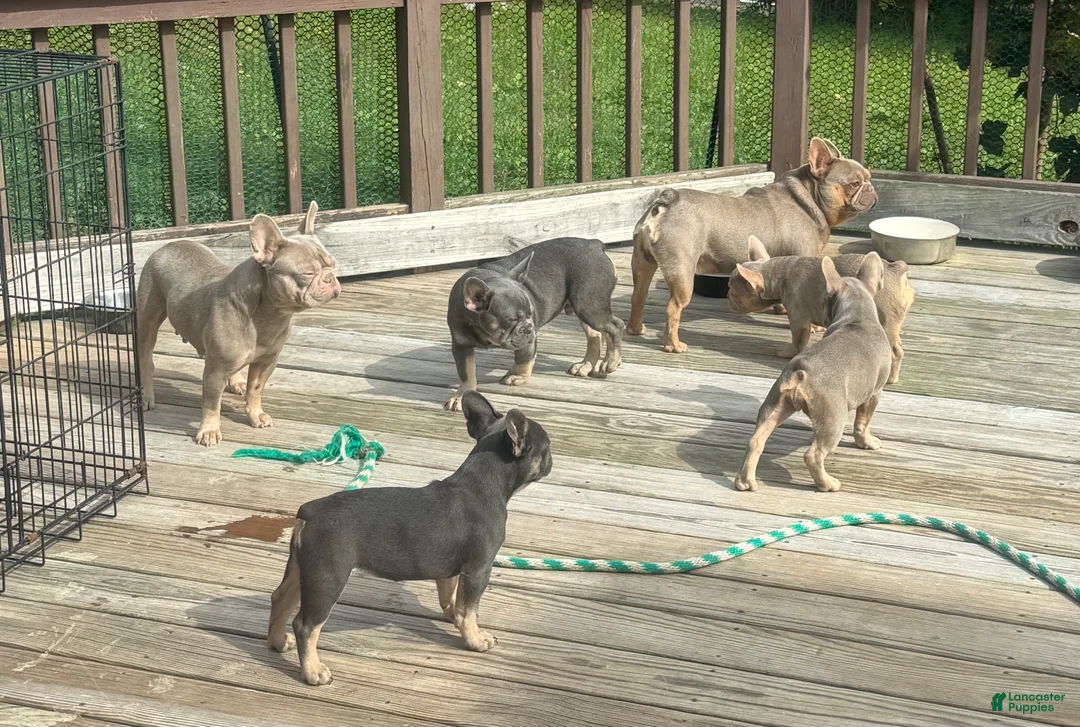 French Bulldog dogs for sale: Hera - Ad 2