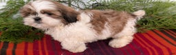 Shih Tzu dogs for sale: Bandit - Ad 7