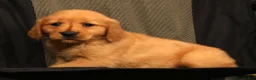Golden Retriever dogs for sale: Amber - Ad 8