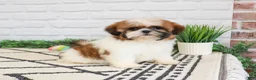 Shih Tzu dogs for sale: Flower  - Ad 4