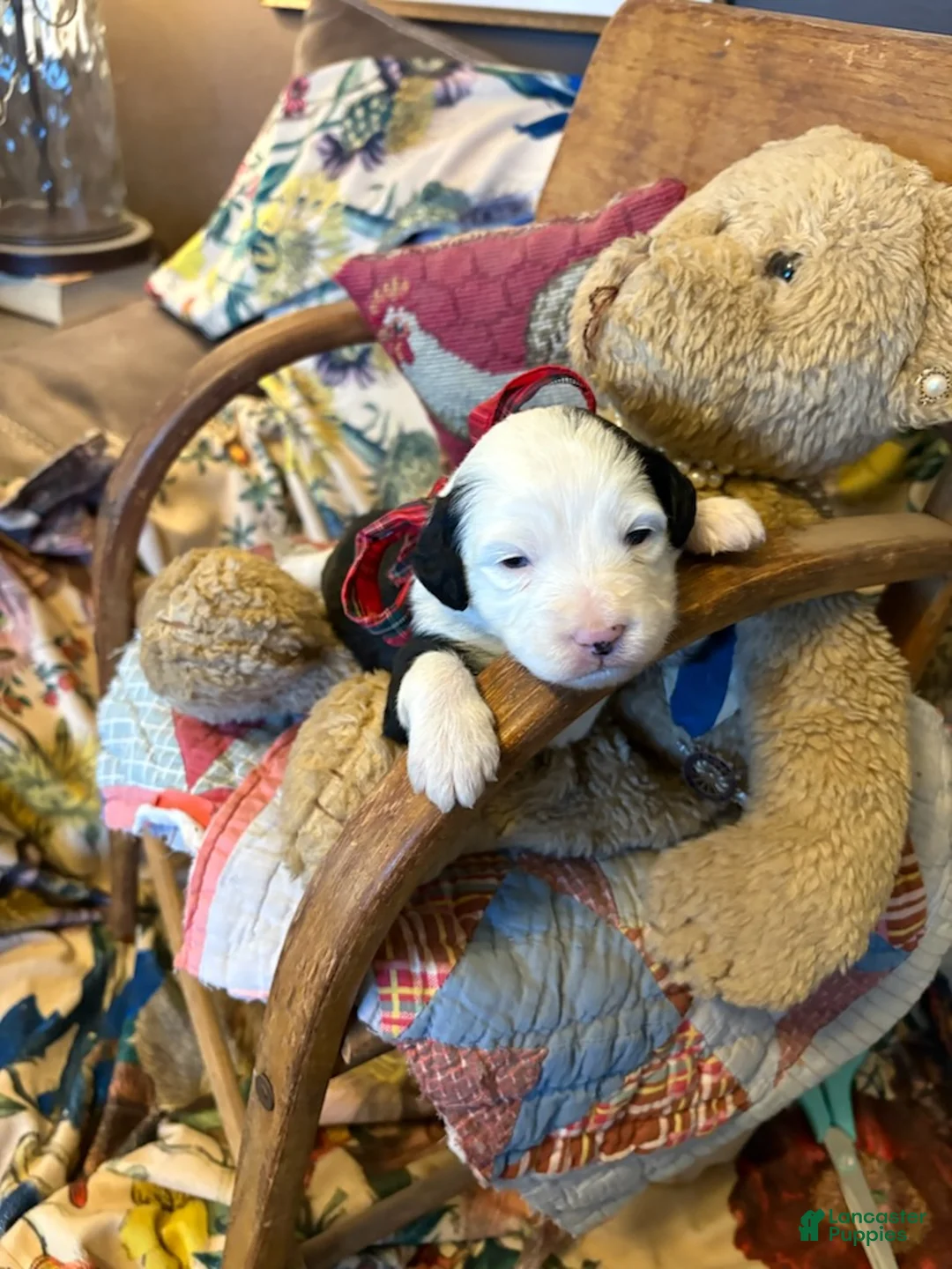 Mini Aussiedoodle dogs for sale: Granger - Male - Ad 3