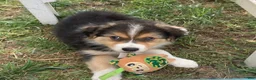 Australian Shepherd dogs for sale: Lola - Ad 3