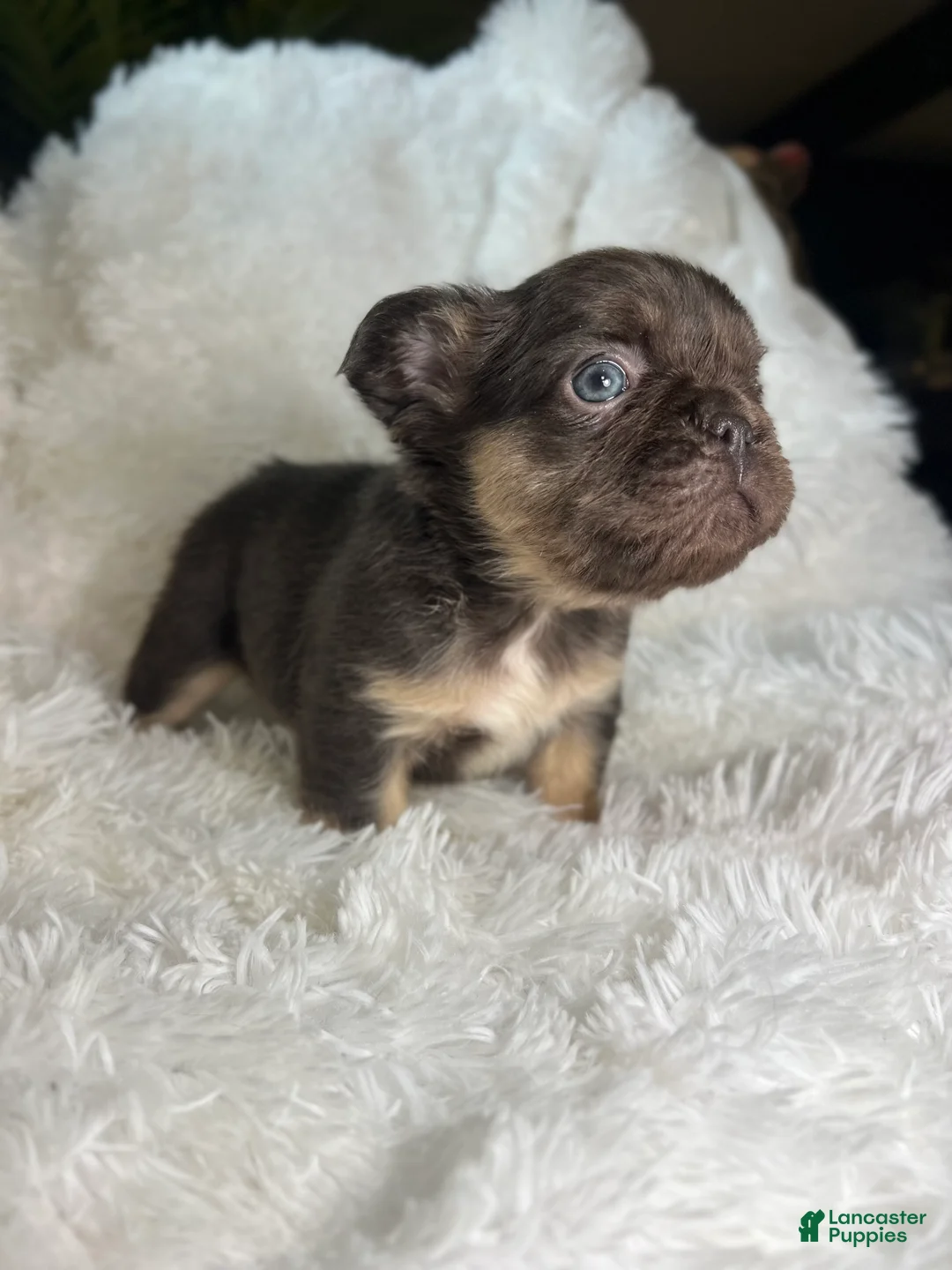 French Bulldog dogs for sale: French Bulldog Puppy 1 - Ad 1