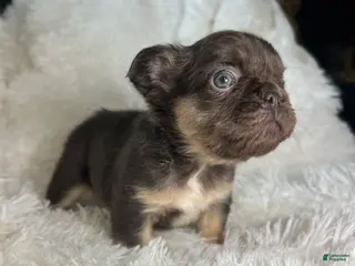 French Bulldog dogs French Bulldog Puppy 1 - Ad 31