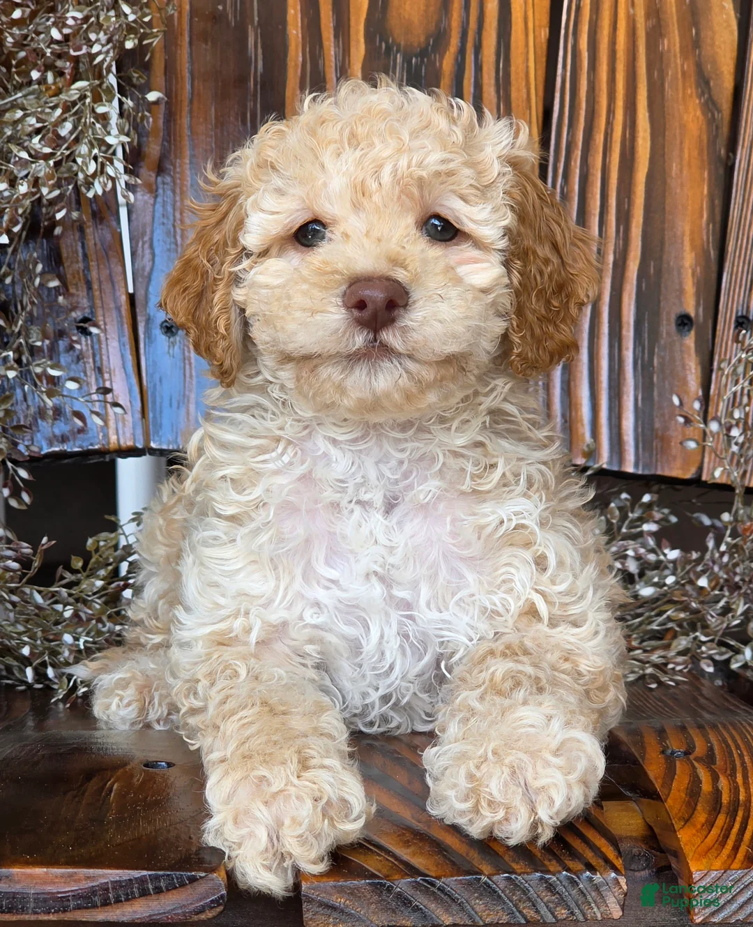 Cockapoo dogs for sale: Houston - Ad 1