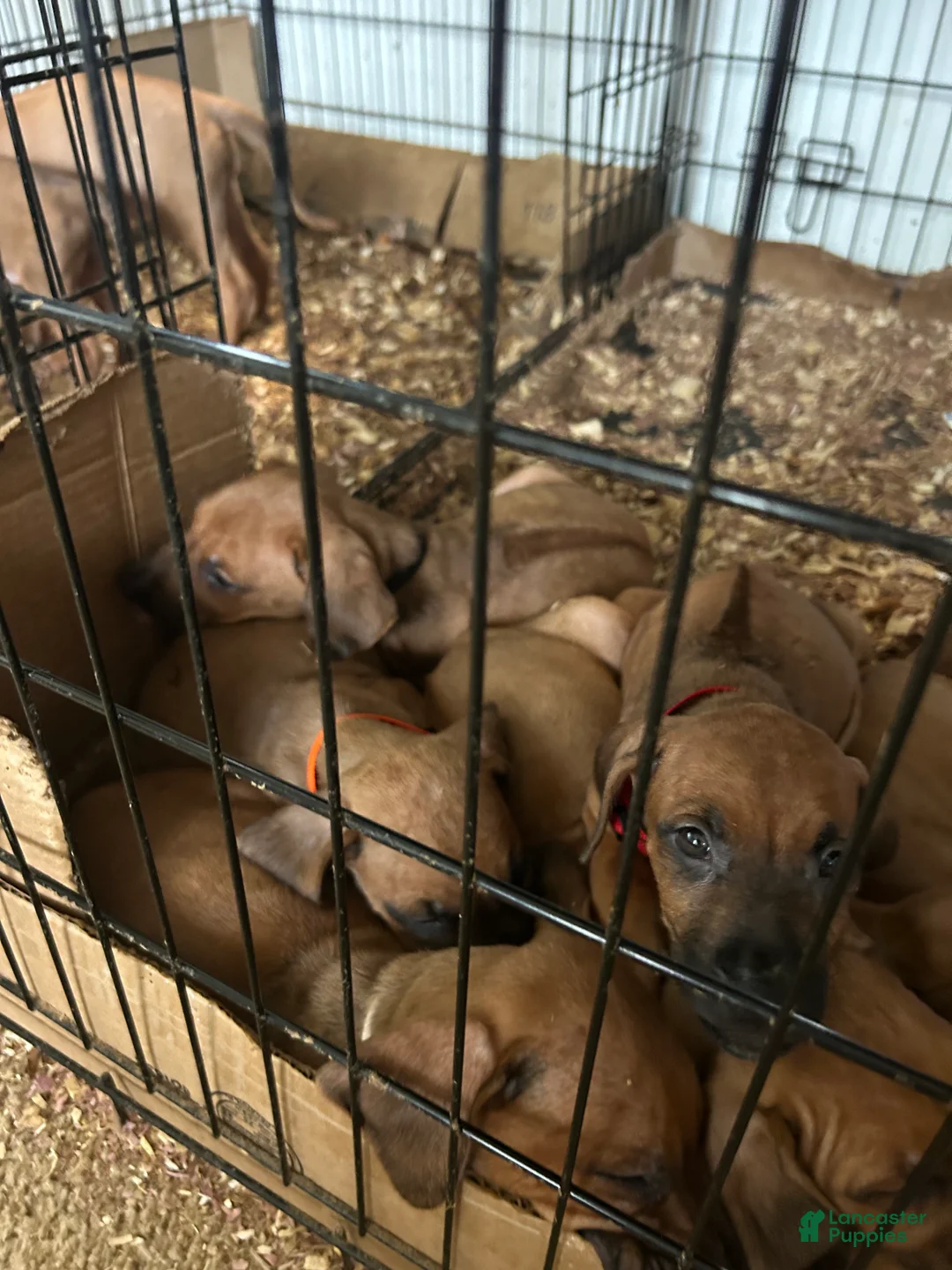 Rhodesian Ridgeback dogs for sale: Rhodesian Ridgeback Puppy 1 sky blue collar - Ad 22