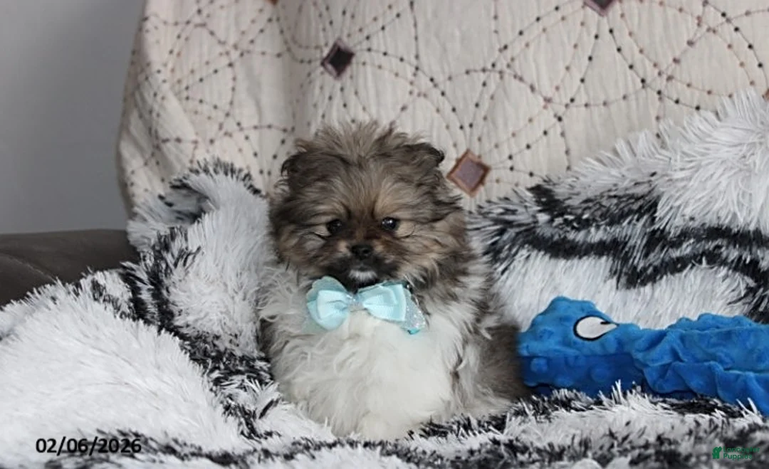 Pomeranian dogs for sale: Teddy - Ad 5