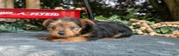 Yorkshire Terrier dogs for sale: Lilac - Ad 3