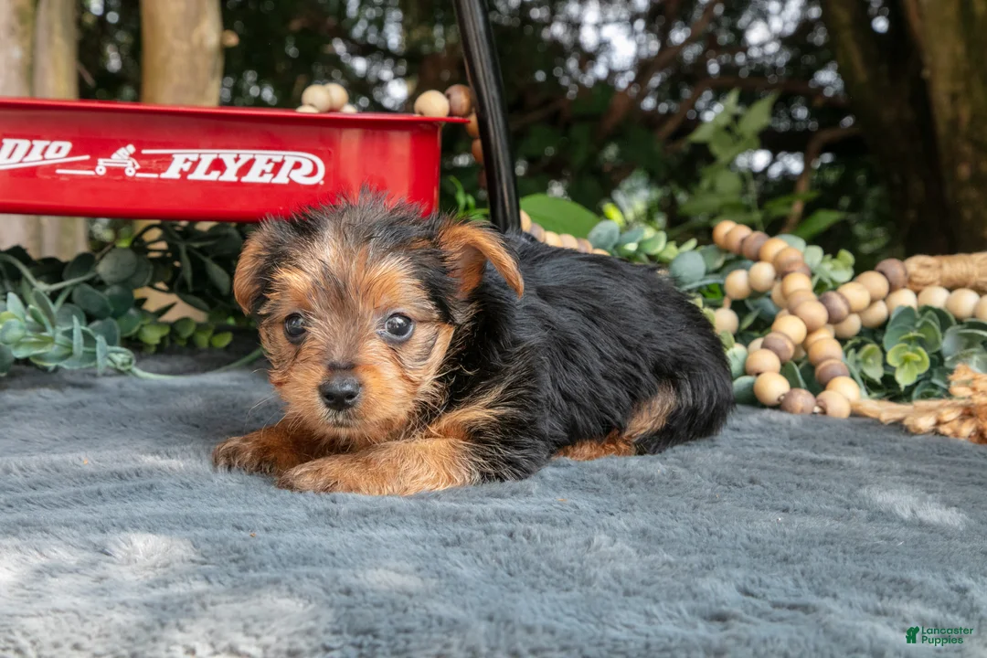 Yorkshire Terrier dogs for sale: Lilac - Ad 3