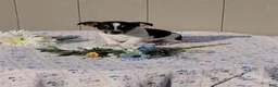 Jack Russell Terrier dogs for sale: Charlie - Ad 3