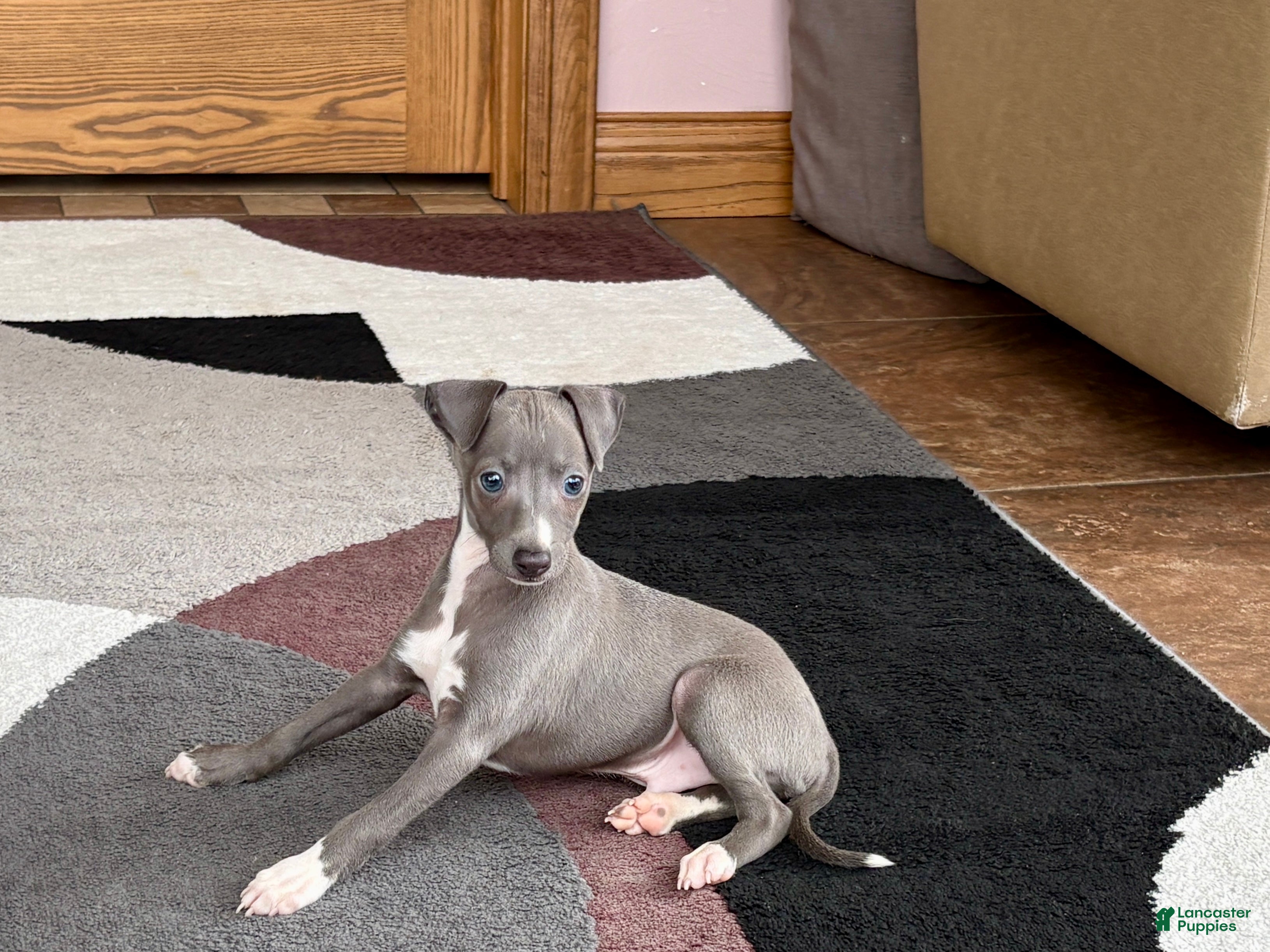 Italian Greyhound dogs Dannie - Ad 2