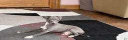 Italian Greyhound dogs for sale: Dannie - Ad 2