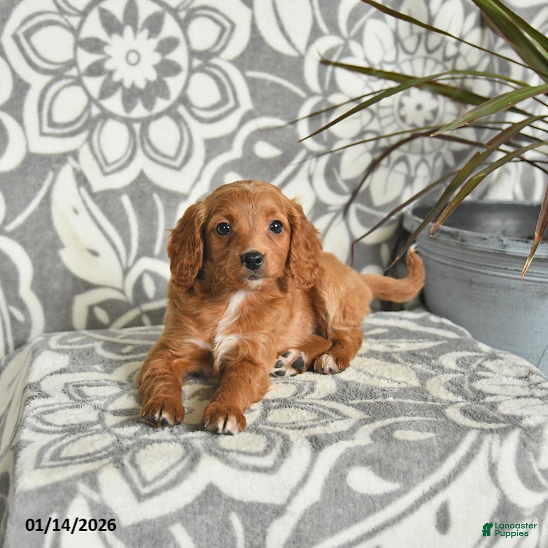 Mini Goldendoodle dogs for sale: Reese - Ad 4