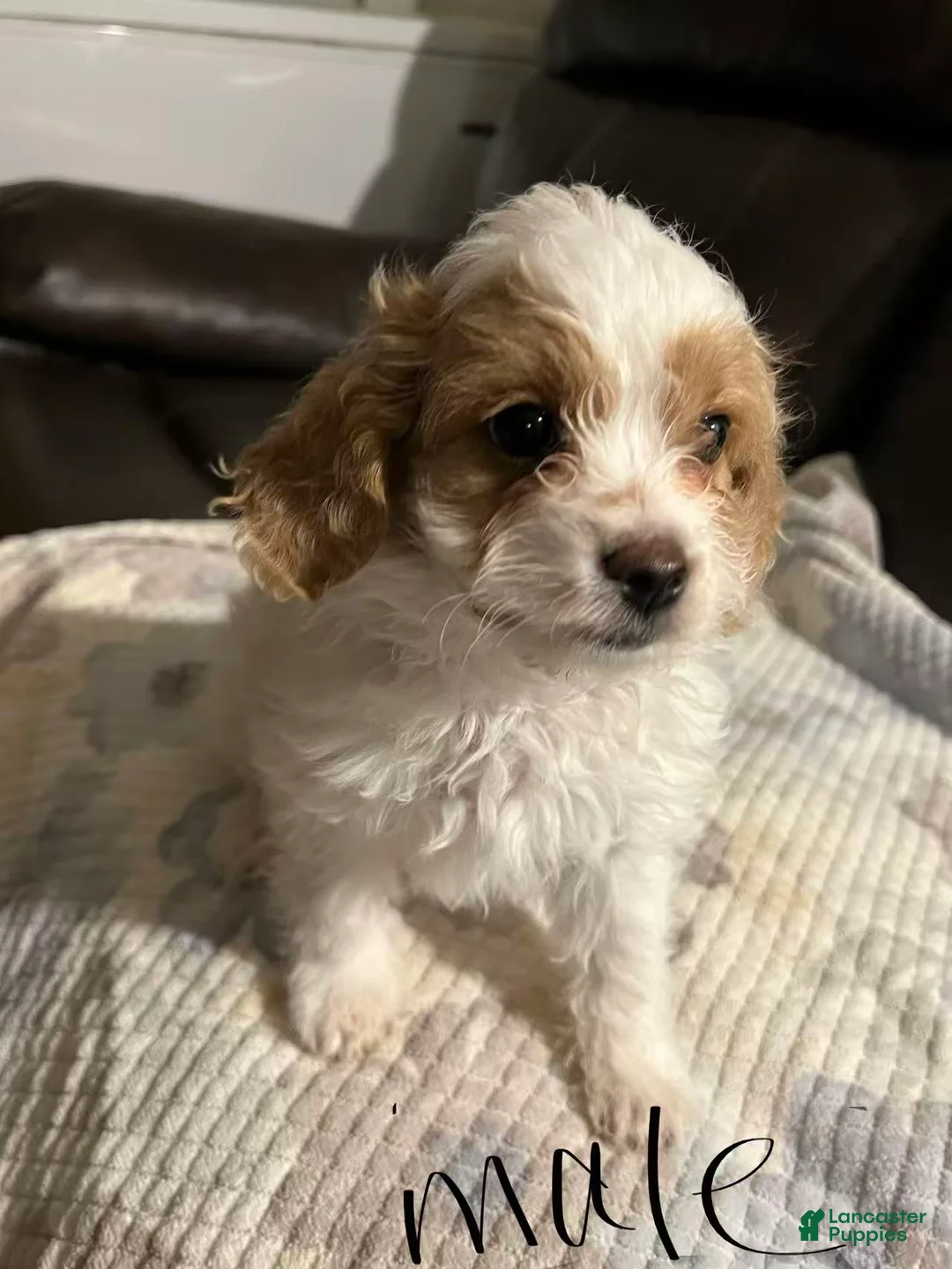 Cavapoo dogs for sale: Cavapoo Puppy 2 - Ad 1