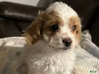 Cavapoo dogs Cavapoo Puppy 2 - Ad 27