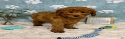 Mini Goldendoodle dogs for sale: Jackson - Ad 1