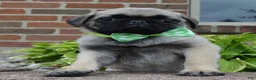 Pug dogs for sale: Pearl - Ad 9