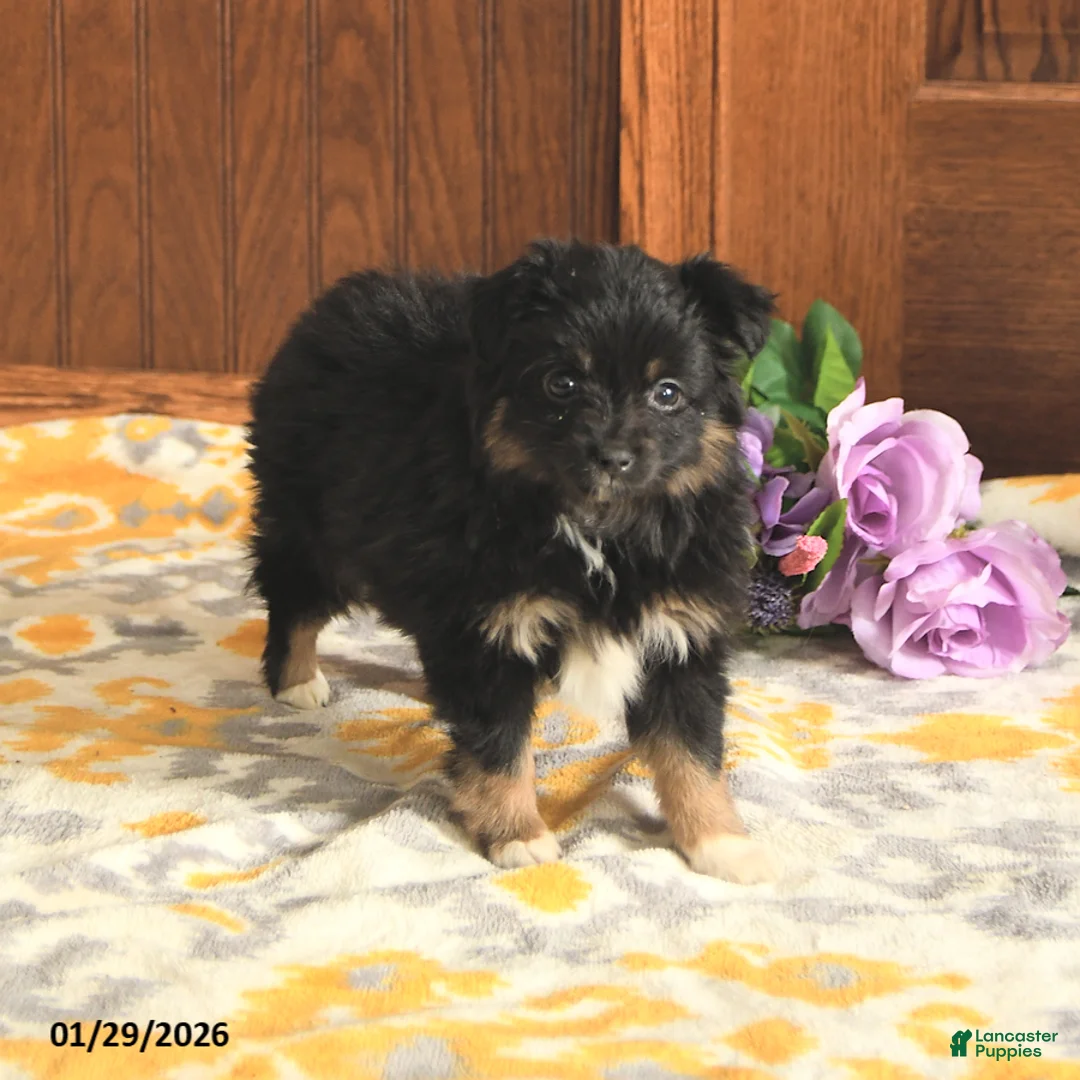 Toy Australian Shepherd dogs for sale: Lisa - Ad 3