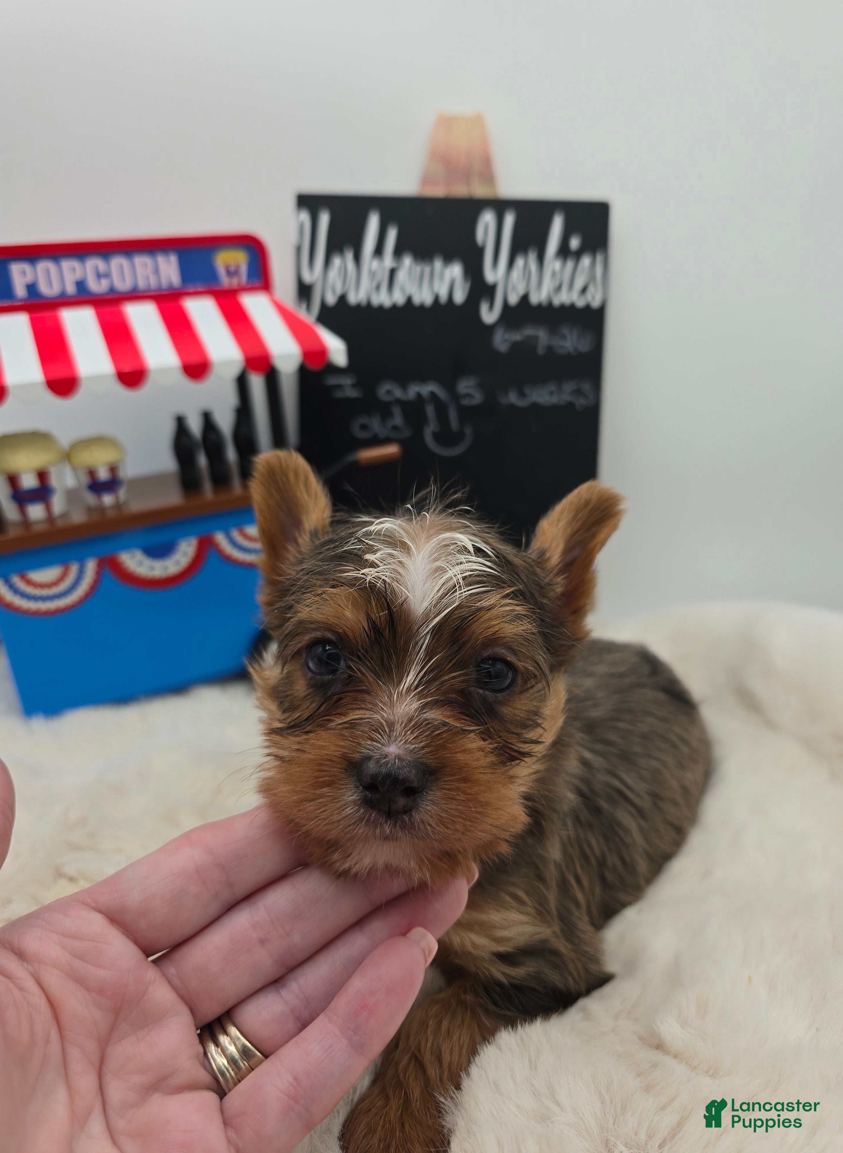 Yorkshire Terrier dogs Milo  - Ad 1