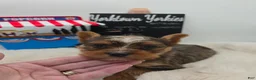 Yorkshire Terrier dogs for sale: Milo  - Ad 1