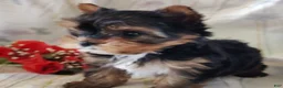 Yorkshire Terrier dogs for sale: Sasha - Ad 4
