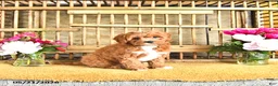 Cavapoo dogs for sale: Oscar - Ad 3