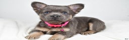 French Bulldog dogs for sale: Brianna - Ad 6