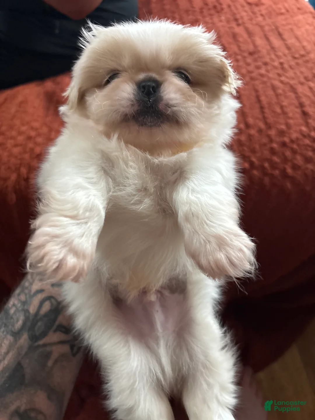 Pekingese dogs for sale: Pekingese Puppy 3 - Ad 2