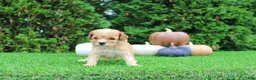 Toy Poodle dogs for sale: AKC Echo(tiny) - Ad 6