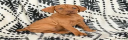 Vizsla dogs for sale: Cisco - Ad 3