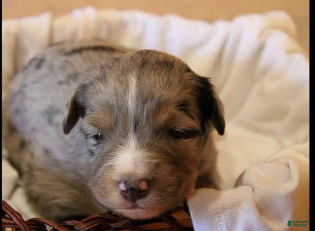 Miniature Australian Shepherd dogs Grady - Ad 1