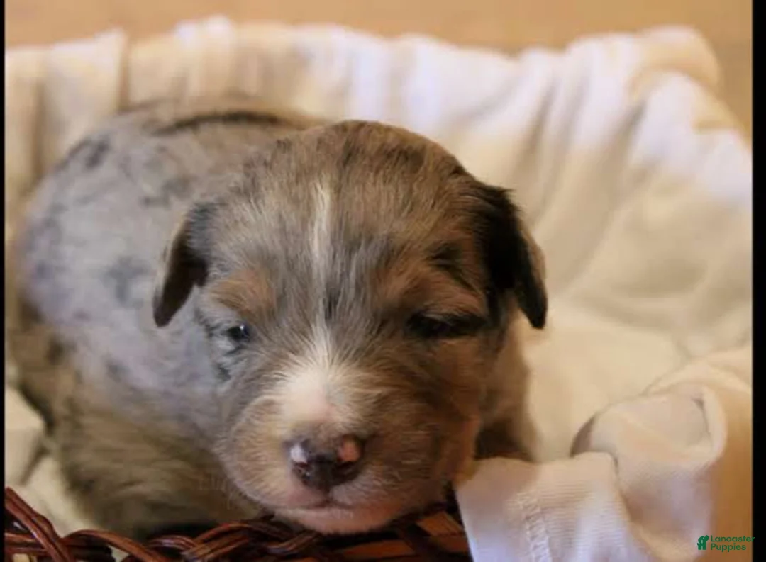 Miniature Australian Shepherd dogs for sale: Grady - Ad 1