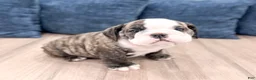 English Bulldog dogs for sale: Rocky - Ad 3