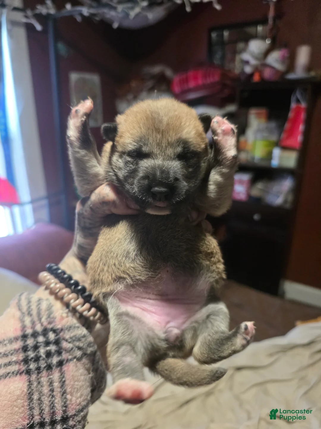 Shiba Inu dogs for sale: Shiba Inu Puppy 5 - Ad 2