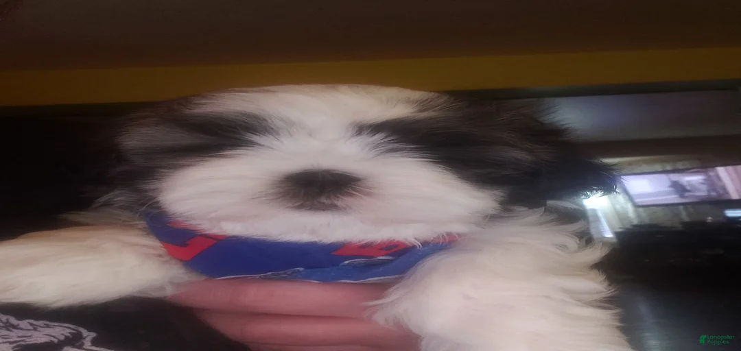 Gallery Image {{count}}