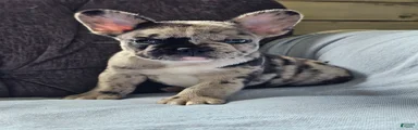 French Bulldog 1