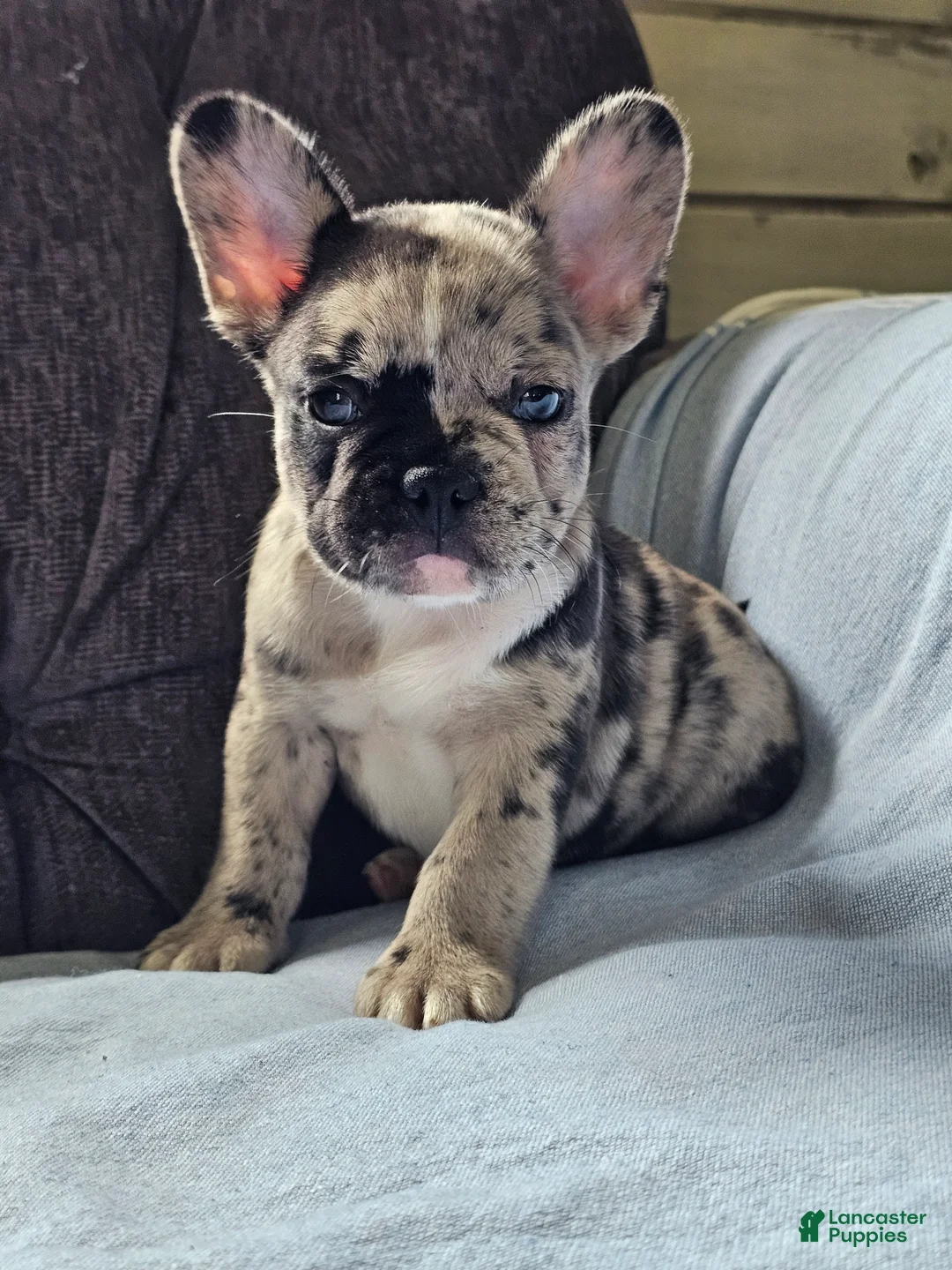 French Bulldog dogs for sale: French Bulldog 1 - Ad 1