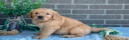 Golden Retriever dogs for sale: Polly - Ad 3