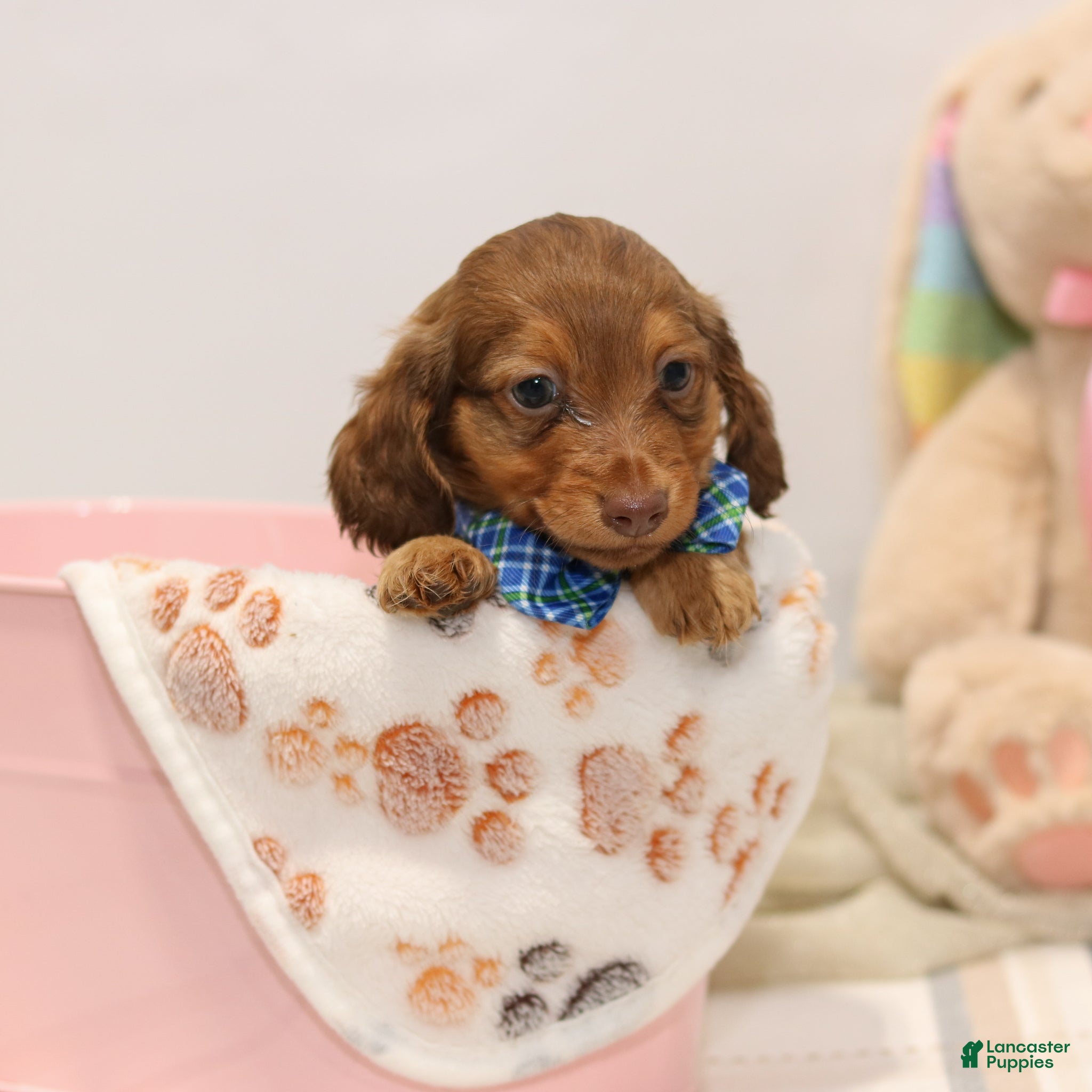 Miniature Dachshund dogs Gunner - Ad 1