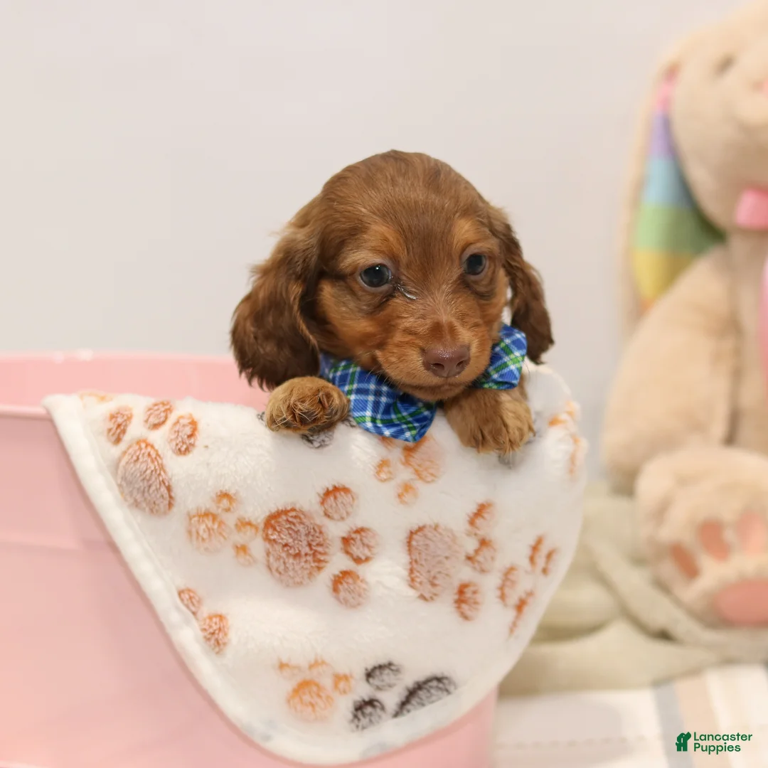 Miniature Dachshund dogs for sale: Gunner - Ad 1