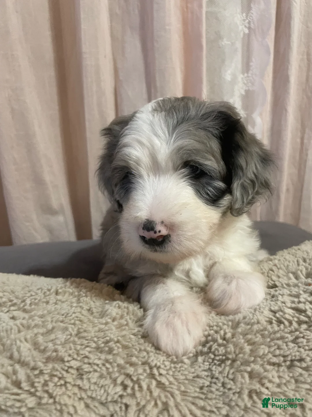 Sheepadoodle dogs for sale: Sheepadoodle Puppy 4 - Ad 1