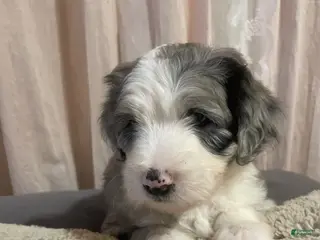 Sheepadoodle dogs Sheepadoodle Puppy 4 - Ad 4